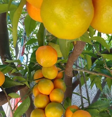 Panorama * Skiathos by