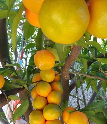 Panorama * Skiathos stad